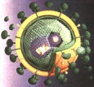HIV Virus